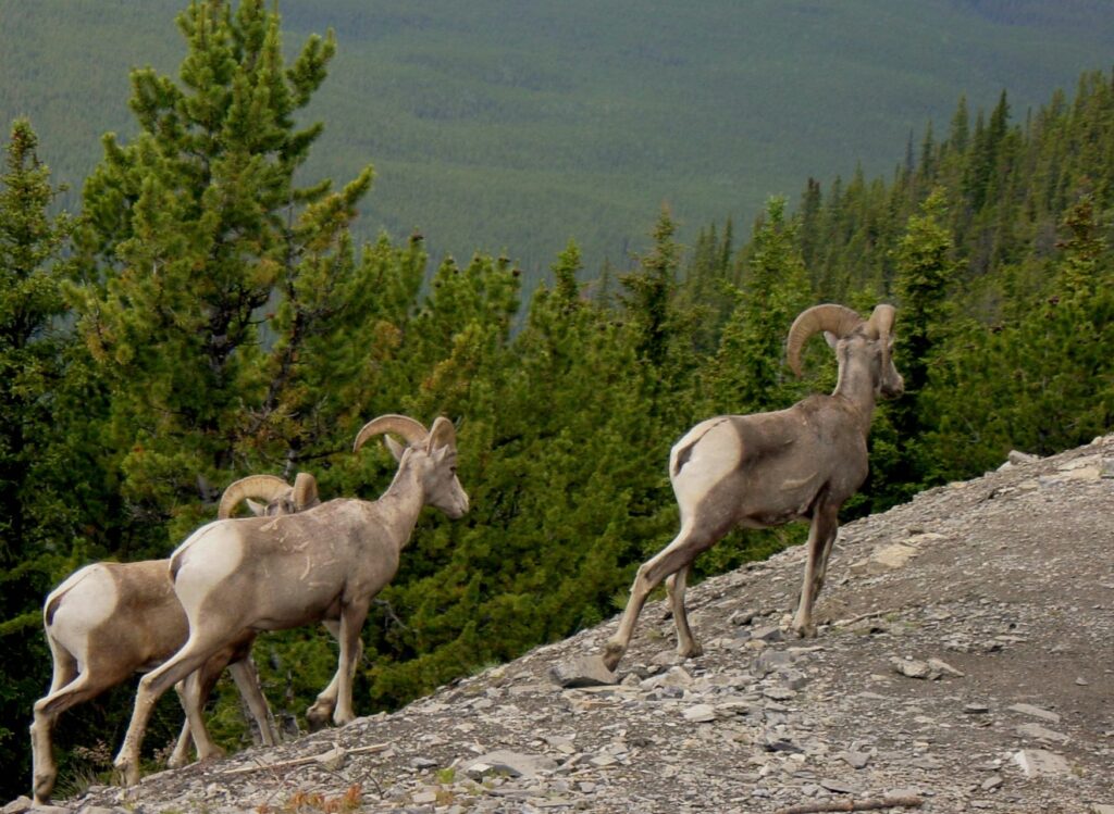 Big horn sheep walking up the mountain